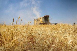 وزارة الزراعة تمدد التسجيل في القرض الحسن  لدعم زراعة القمح حتى 18 كانون الأول