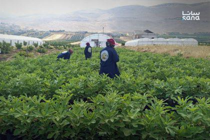 المرأة الريفية في سوريا.. جهود لتعزيز التمكين الاقتصادي وتطوير ‏المشروعات الإنتاجية