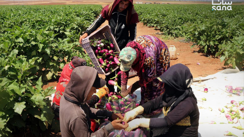 888 المرأة الريفية في سوريا.. جهود لتعزيز التمكين الاقتصادي وتطوير ‏المشروعات الإنتاجية