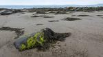 علماء: تحمض المحيطات قد يؤدي بالطحالب إلى الانقراض