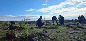 تشجير 3 هكتارات بريف القنيطرة