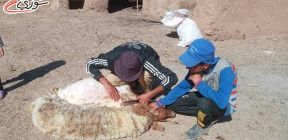 عملاً بمبدأ “الجار قبل الدار”.. تصدير 400 طن من لحوم الضأن للمستهلك الأردني