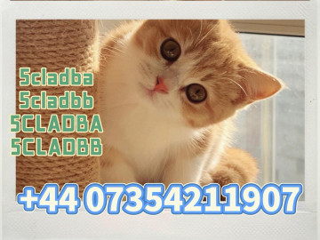 5cladba raw material 5CL-ADB-A precursor raw