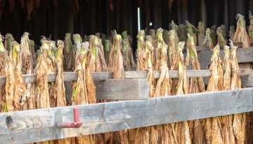Tobacco harvesting Season | Buy Tobacco Online Near Me USA, UK, Canada, China, Japan, Germany, Italy, France, Russia, Iran, Qatar, Oman, India, Brazil, Australia, South Korea, Mexico,