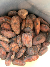 Export African Cocoa Powder Supplier | Source Premium cocoa Sudan USA, UK, South Africa +27631501216.