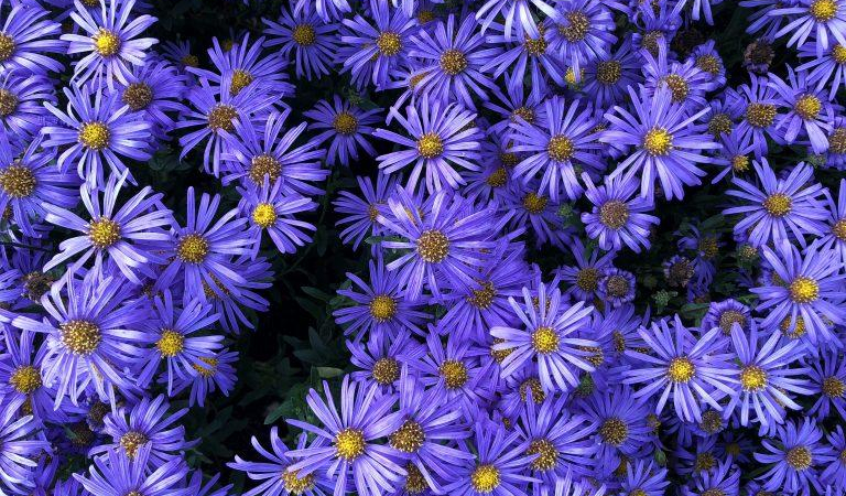 كاميرا هاتف iPhone S8 Plus