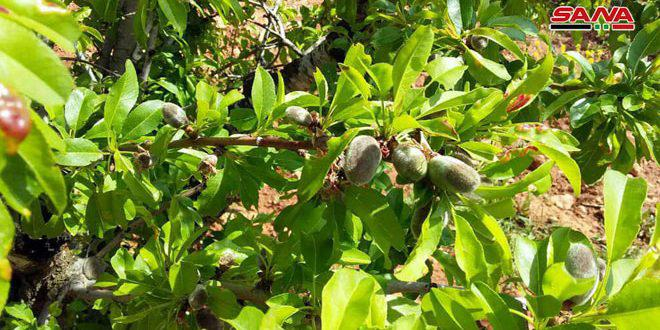 شمرا أخبار 22 مليون شجرة من اللوز تؤمن مردودا اقتصاديا في ريف حمص الشرقي
