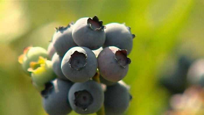 20.06.2012 DW FIT & GESUND Blaubeere