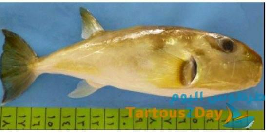 سمكة البالون الذهبية (النصف ملساء): Lagocephalus spadiceus