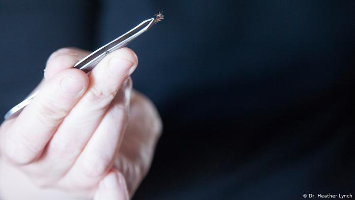 Zu sehen ist eine Hand, die eine Pinzette mit einer Bettwanze