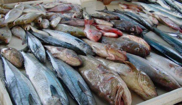 "أطلس" للأسماك السامة في اللاذقية.. ورخص سعرها هو سبب شراء المواطنين لها