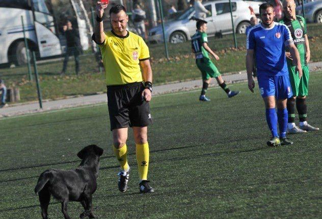 حكم يطرد كلباً من المباراة بالبطاقة الحمراء لتسببه في توقف اللعب