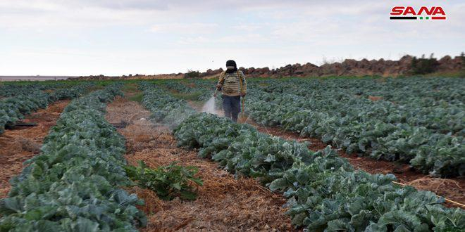 زراعة 2069 هكتاراً بالخضار الشتوية في درعا