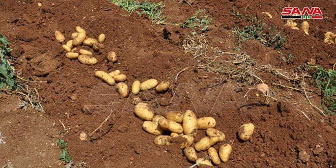 زراعة أكثر من 1650 هكتاراً … استمرار عملية زراعة البطاطا الربيعية بحمص