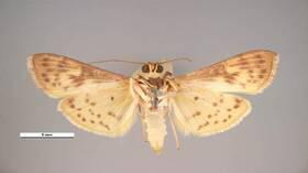 الضوء الأحمر يسرّع تزاوج الحشرات