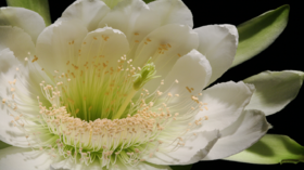 شاهد صبّار زهرة القمر ينمو في فاصل زمني رائع ونادر!