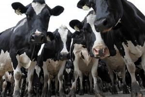 طرطوس: توزيع 145 رأساً لمن نفقت أبقارهم 