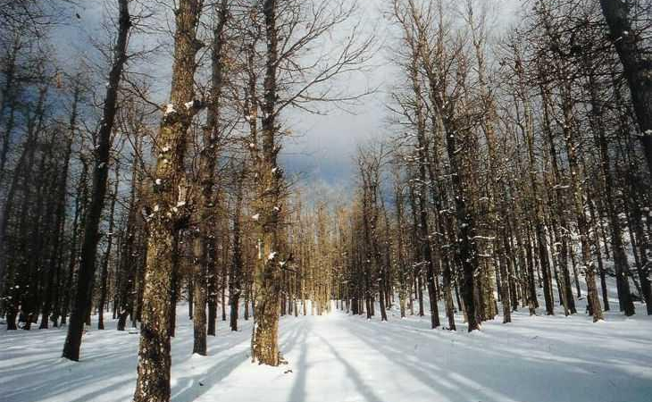 غابة العزر في الثلج