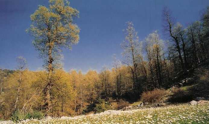 غابة العزر في الربيع