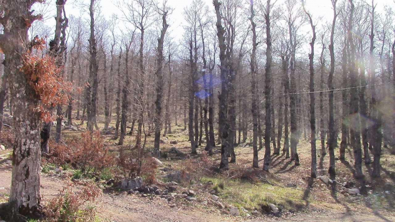 القموعة: سِحر قاوم قساوة الطبيعة وعدوان المستعمر