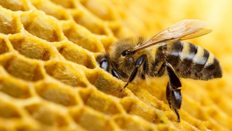 هل العسل غذاء نباتي؟ لماذا يمتنع معظم النباتيين عن تناول العسل؟ هل يعتبر النحل من المنتجات حيوانية المصدر؟ - الأطعمة المصنوعة من طريق الحشرات 