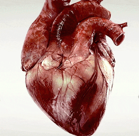 صورة متحركة تمثل نبض القلب