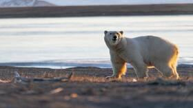 العلماء الروس يضعون أطواقا فضائية على رقاب الدببة البيضاء في القطب الشمالي