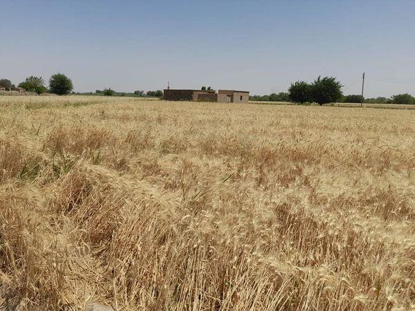 حصاد 4200 هكتار من محصول القمح بدير الزور