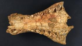 اكتشاف جمجمة عملاقة لتمساح غير معروف منقرض عمره 8 ملايين عام