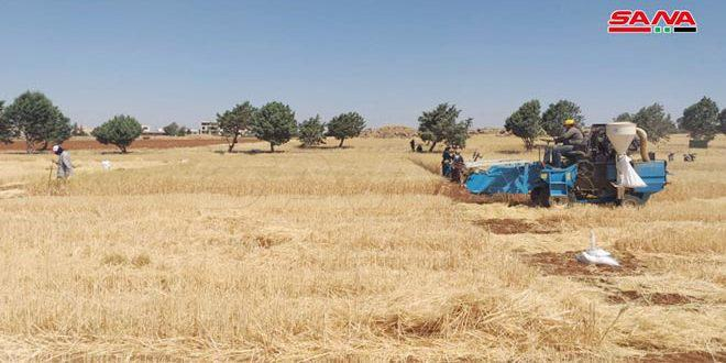 السورية للحبوب في القامشلي: جاهزية تامة لاستلام محصول القمح