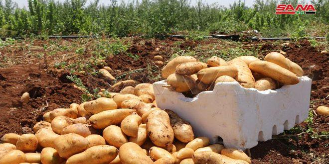 بدء عملية جني محصول البطاطا بدرعا وتقديرات بإنتاج نحو 60 ألف طن