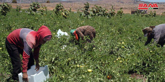 نحو سبعين مشروعاً للزراعات المروية في سهوة الخضر بريف السويداء