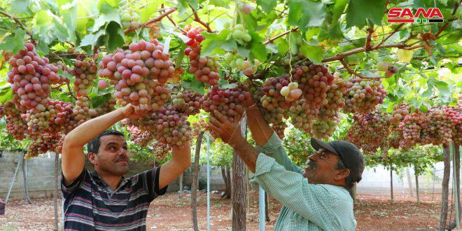 أكثر من 57 ألف طن التقديرات الأولية لإنتاج العنب في حمص