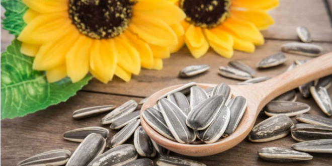 16 فائدة سحرية لبذور دوار الشمس لم تسمعوا عنها من قبل