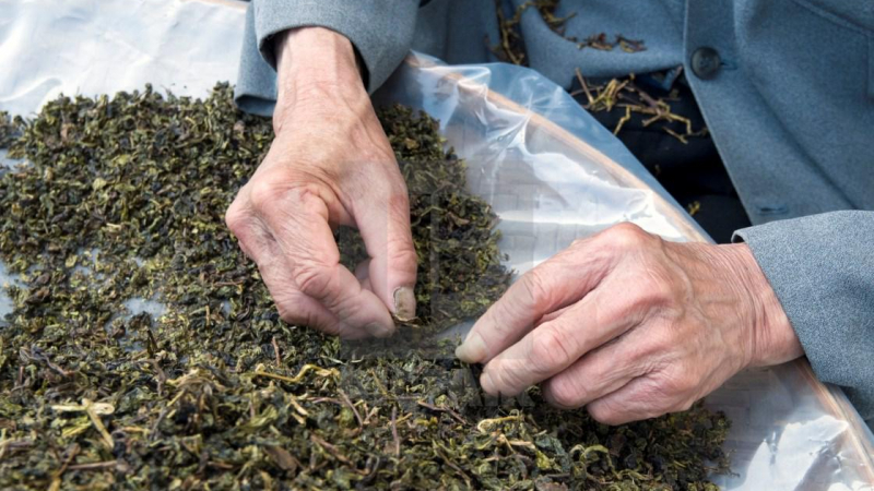 يصنع الشاي الأخضر من اوراق نبتة الكاميليا بعد تجفيفها