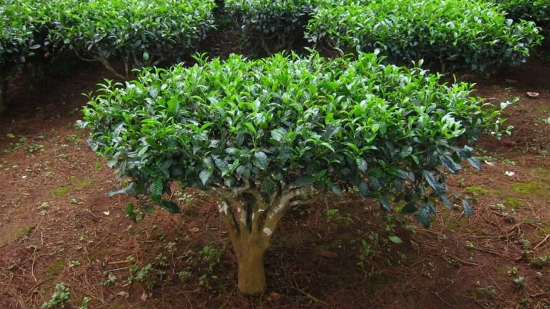 شجيرة الشاي التي يُصنع منها الشاي الأخضر أيضاً