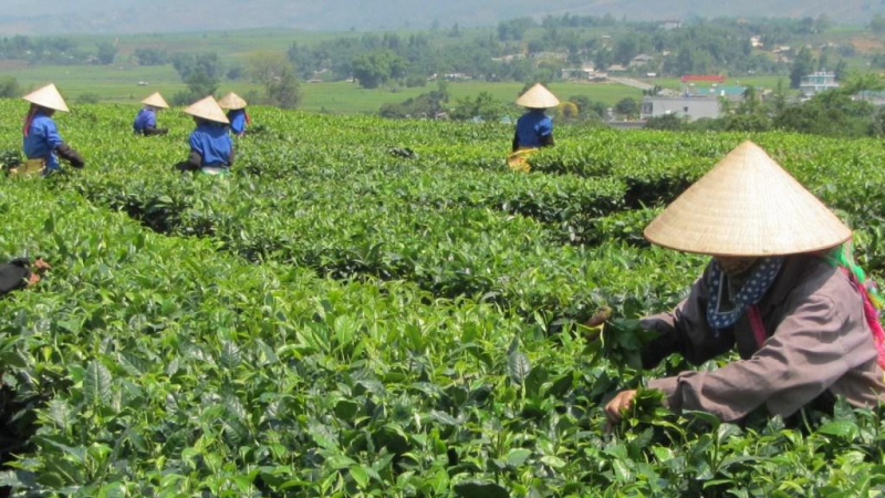 فوائد الشاي الأخضر