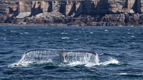 في مشهد نادر.. عشرات الحيتان الحدباء تحاصر قاربا في المحيط (فيديو)