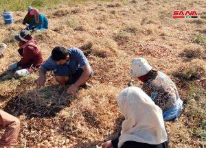 مزارعو الريف الشمالي بحمص يواصلون جني محصول الباذنجان وتقديرات  الانتاج تبلغ نحو 6350 طناً