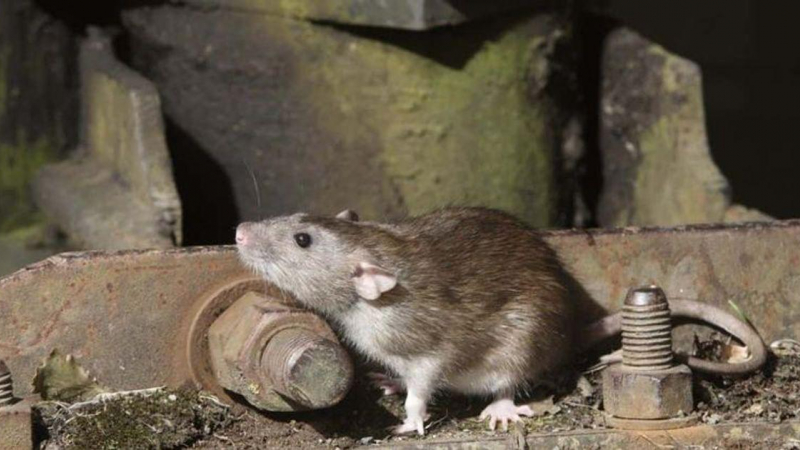 مرض نادر ينتقل بواسطة بول الفئران