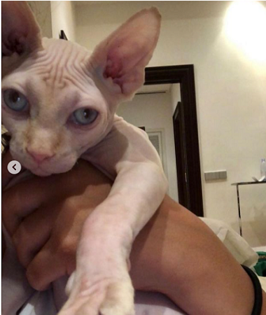 ياسمين عبد العزيز تكشف عن قطتها الأغلى في العالم و منى زكي: (مرعبة!)