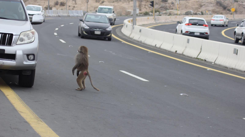 السعودية.. تكاثر قرود 