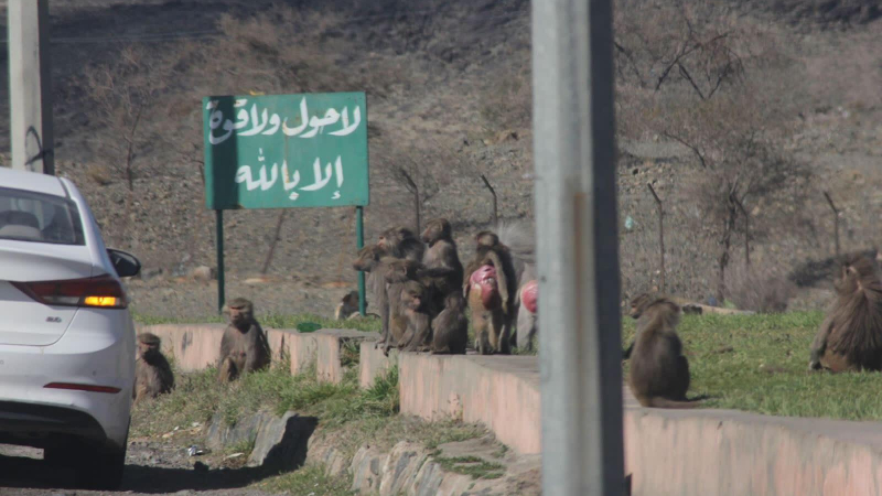 السعودية.. تكاثر قرود 