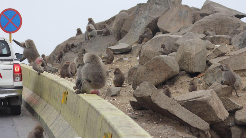 السعودية.. تكاثر قرود 
