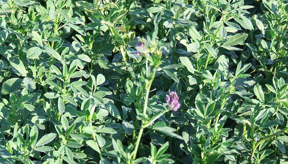 البرسيم: 10 فوائد مذهلة تعرف عليها