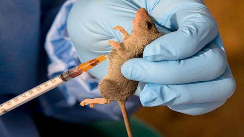 حمى لاسا.. موعد مع وباء جديد