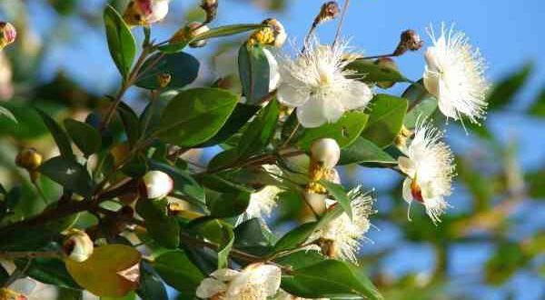 عشبة الآس: اكتشف الآن فوائدها في العلاج والطهي