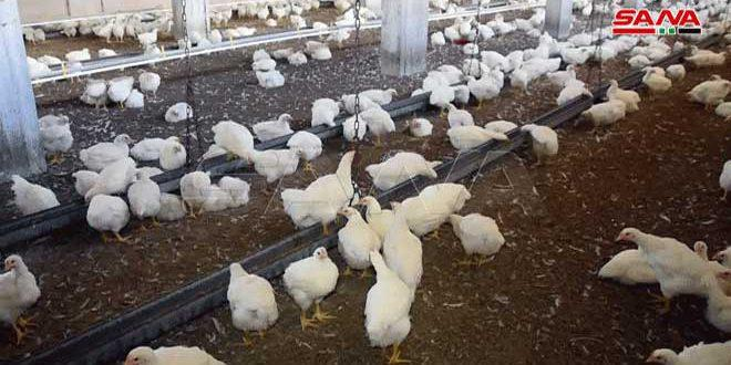 الدواجن: إنتاج 31 مليون بيضة مائدة خلال 3 أشهر