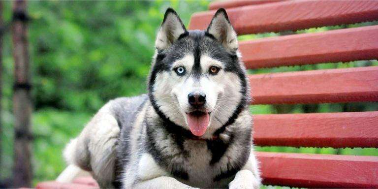 دمشق .. قرار بتسجيل الكلاب ومنحها بطاقات تتضمن رقمها ونوعها واسم صاحبها