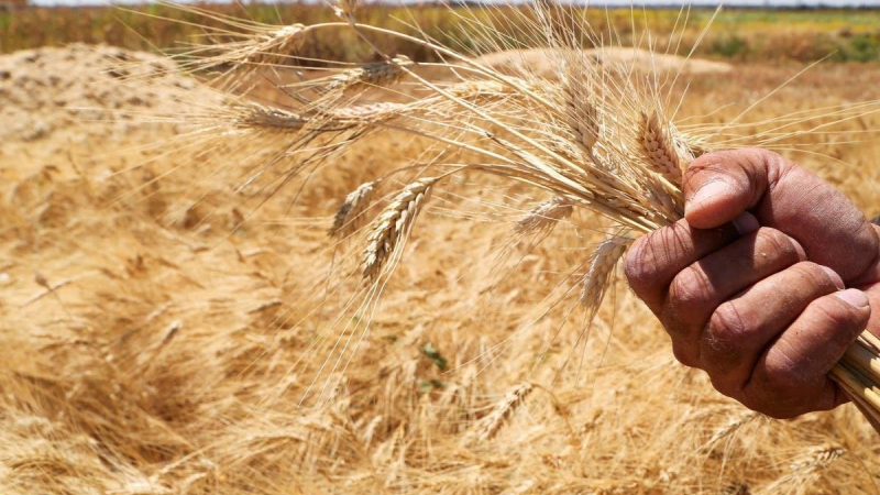 بعد ارتفاع أسعار القمح.. الهند تحظر تصدير القمح